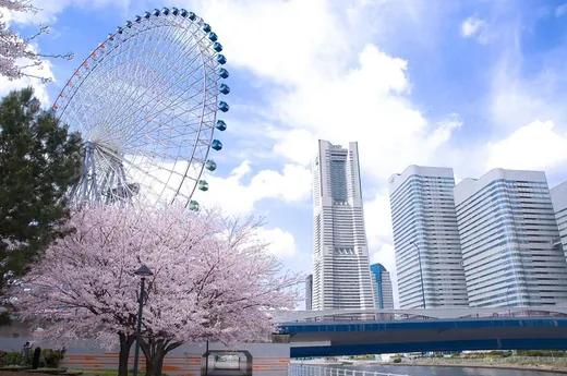 桜と大観覧車、みなとみらいの春